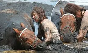 Race against the tide: Bravery of young mother who stayed by her horse's side for THREE HOURS after getting trapped in mud 'like quicksand'
