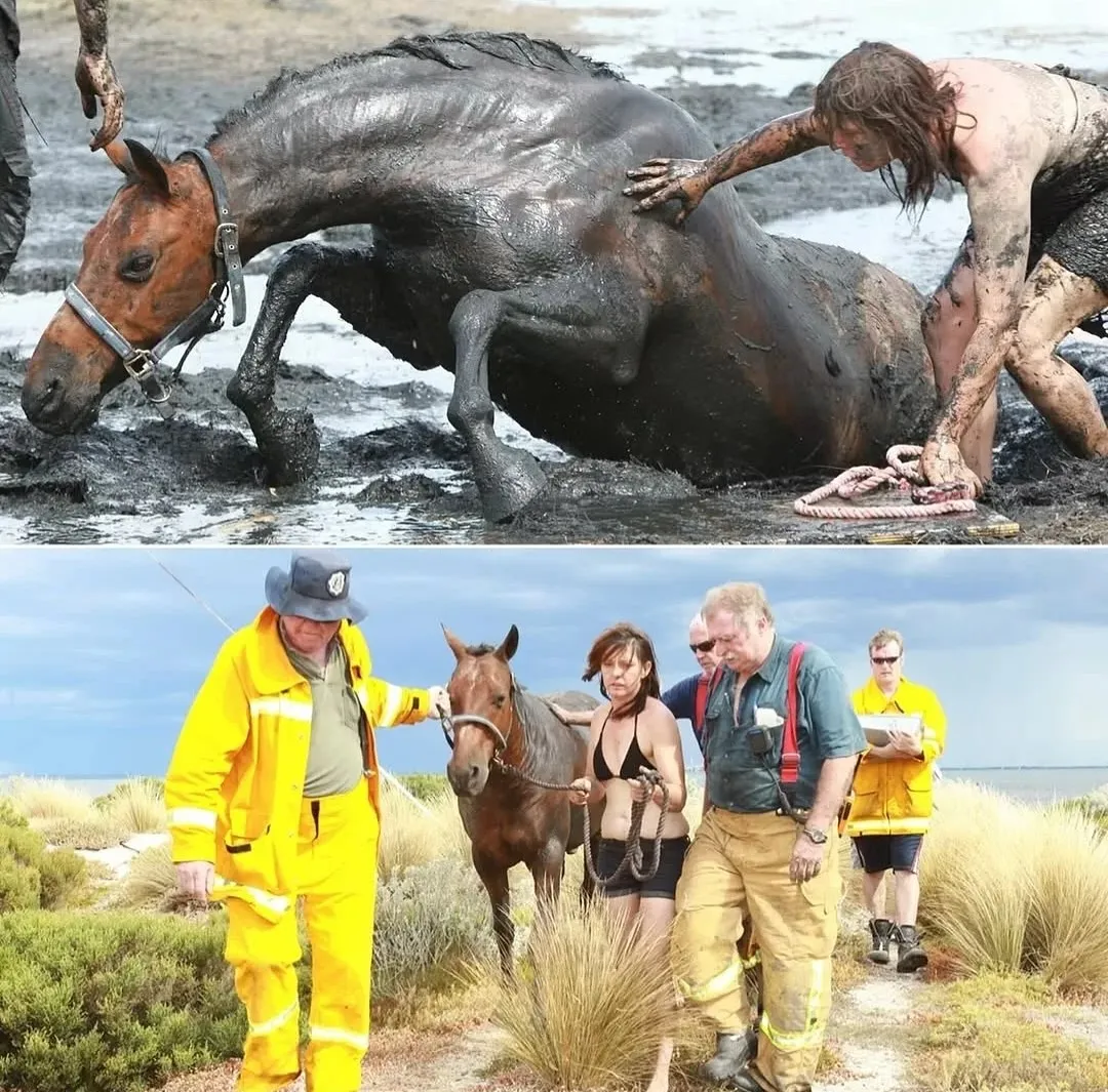 Race against the tide: Bravery of young mother who stayed by her horse's side for THREE HOURS after getting trapped in mud 'like quicksand'