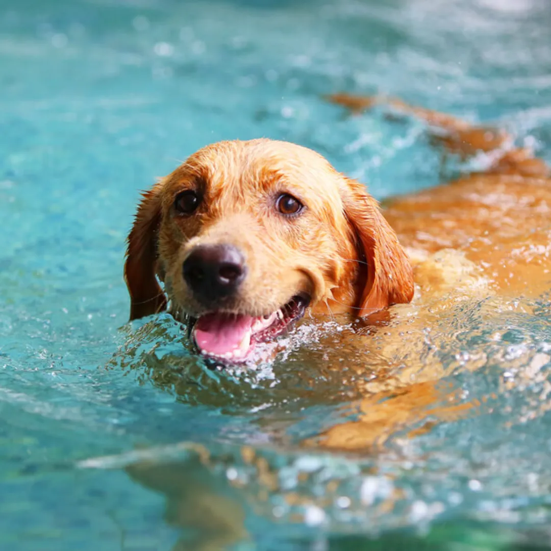 The Swimming Olympics for Dogs – You Won’t Believe What These Pups Can Do!