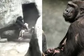 3-Year-Old Boy Falls Into Gorilla Enclosure, Binti Jua Cares For Him Like Her Own Child