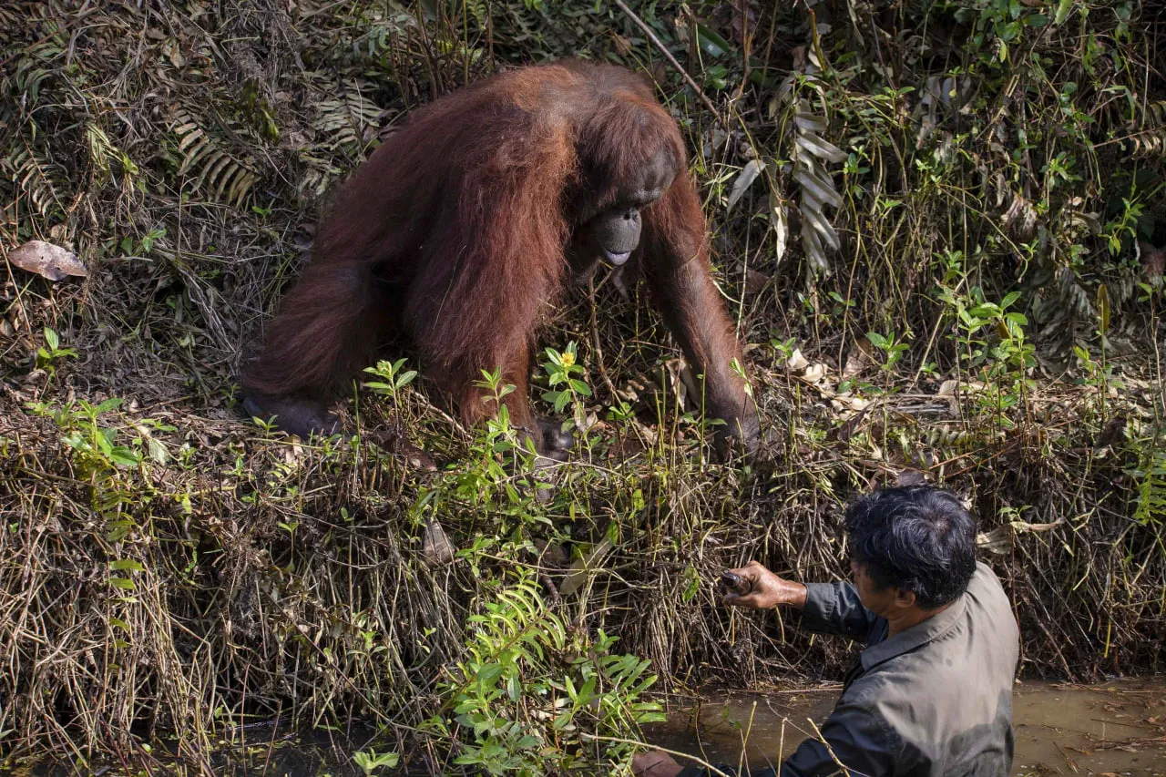 This orangutan saw a man wading in snake-infested water and decided to offer a helping hand