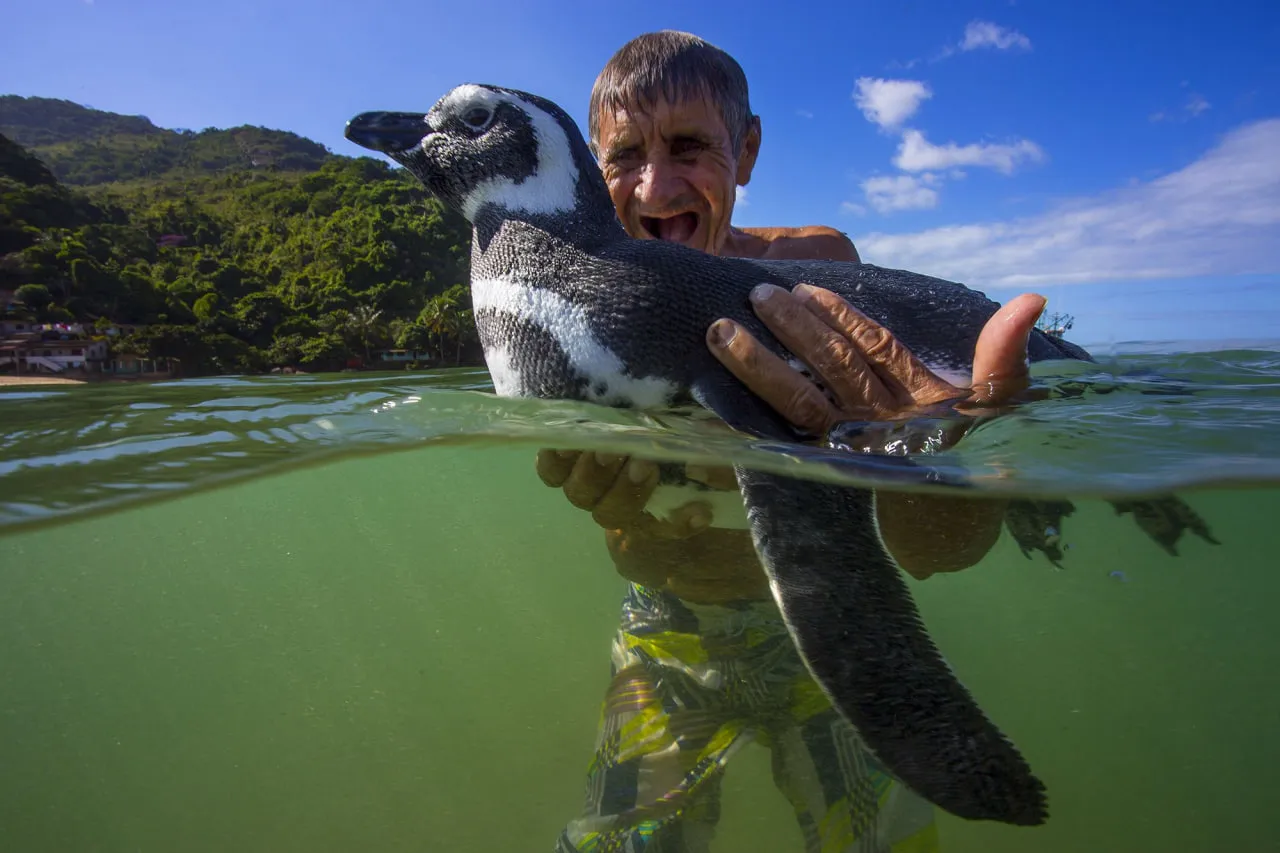 Penguin reunites with his best human friend