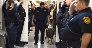Police officers line up to salute K9 with terminal cancer on her final walkout