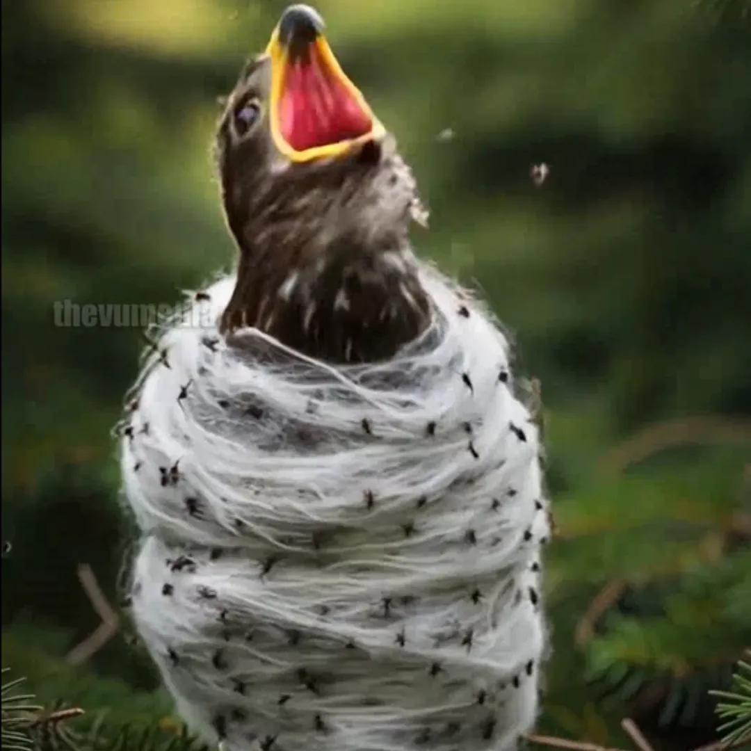 Nature's Miracle: A Mother Eagle's Heroic Rescue of Her Baby from a Swarm of Spiders