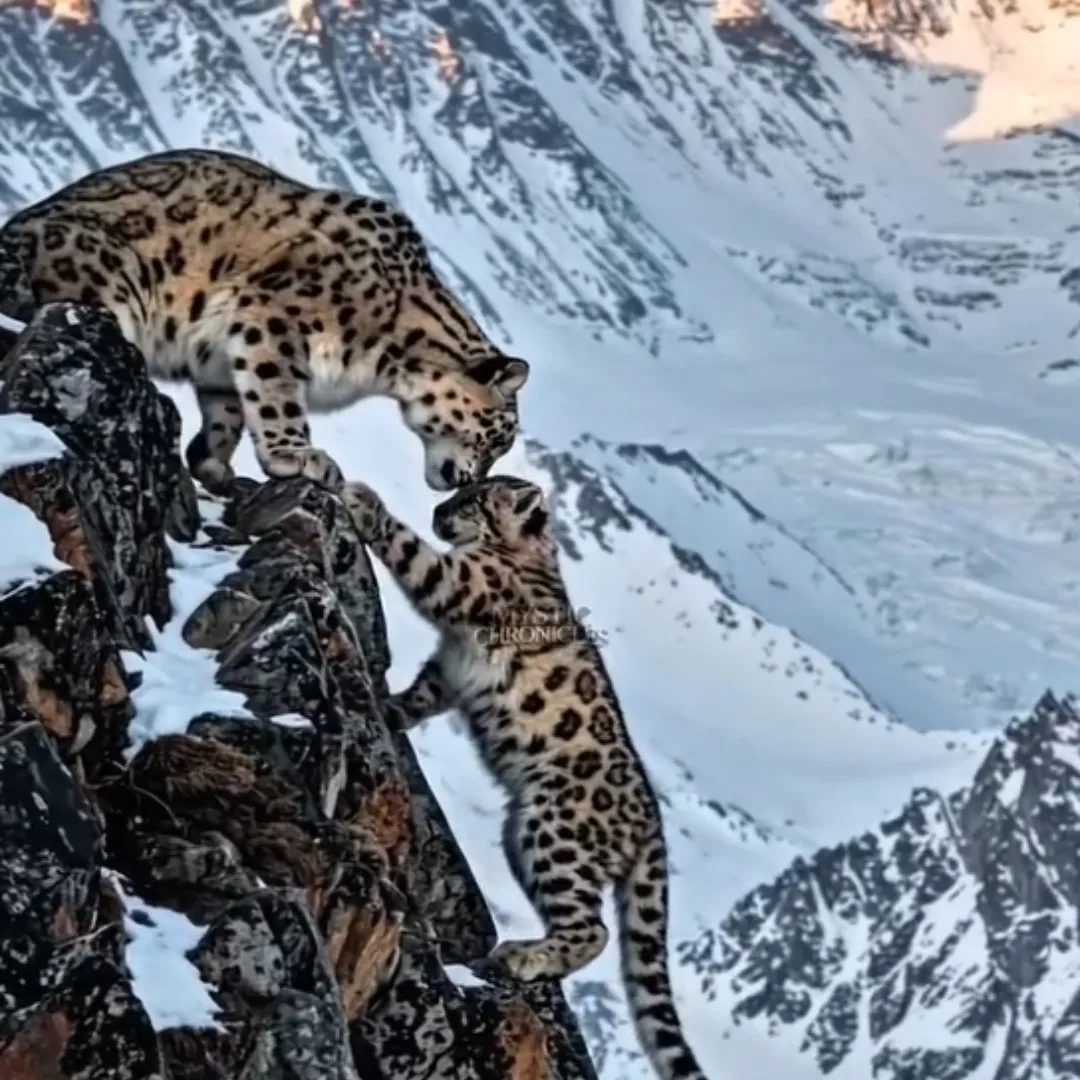 The Miracle Rescue: A Baby Leopard’s Survival and the Unexpected Heroes