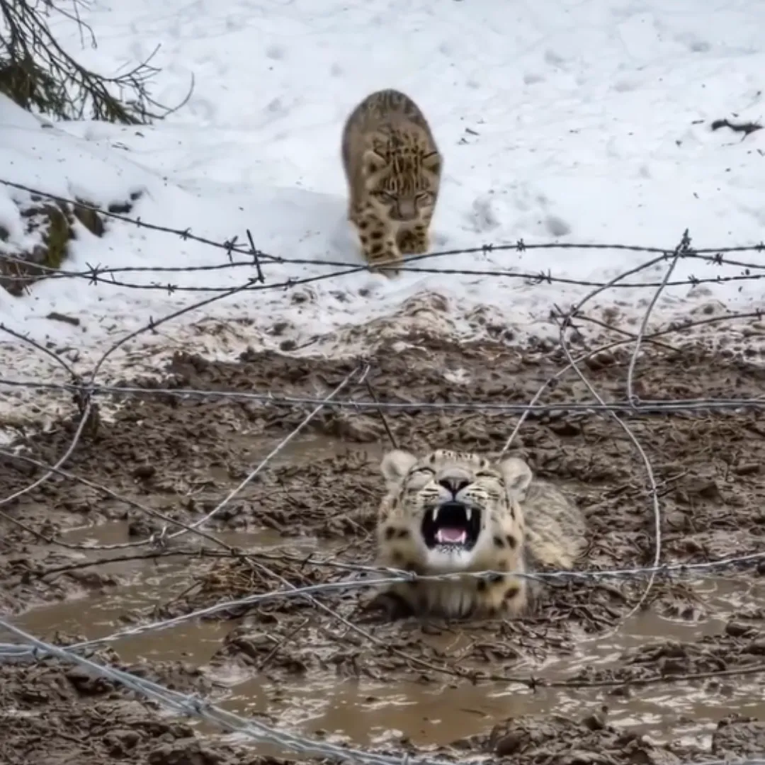 The Courage of a Baby Leopard: A Brave Journey to Save Her Mother