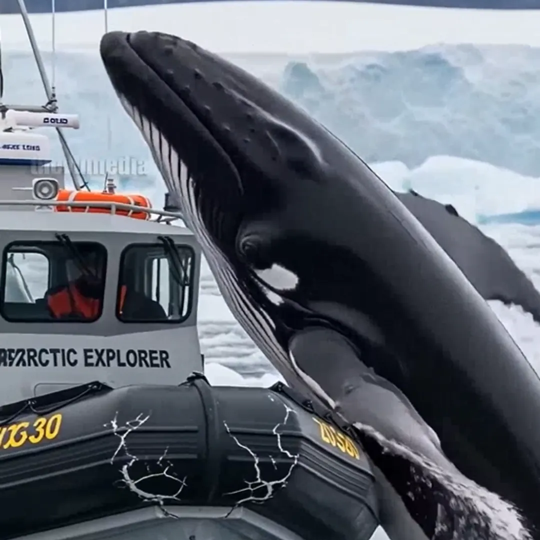 The Whale Attack That Was Actually a Cry for Help