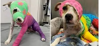 Riona was cruelly set on fire — after a year of recovery, she’s finally going to her new home