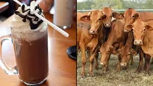 Chocolate milk definitely doesn’t come from brown cows – but some adults think otherwise Chocolate milk definitely doesn’t come from brown cows – but some adults think otherwise