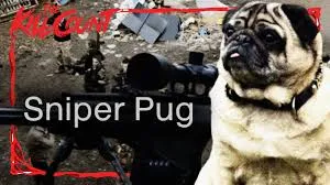 Sniper Pug (2014)