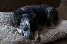 Dog Reunited with Family After Miraculously Surviving Texas Floods by Hiding in a Washing Machine