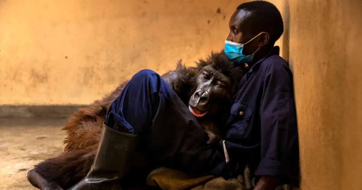 Ndakasi -The mountain gorilla that touched hearts worldwide