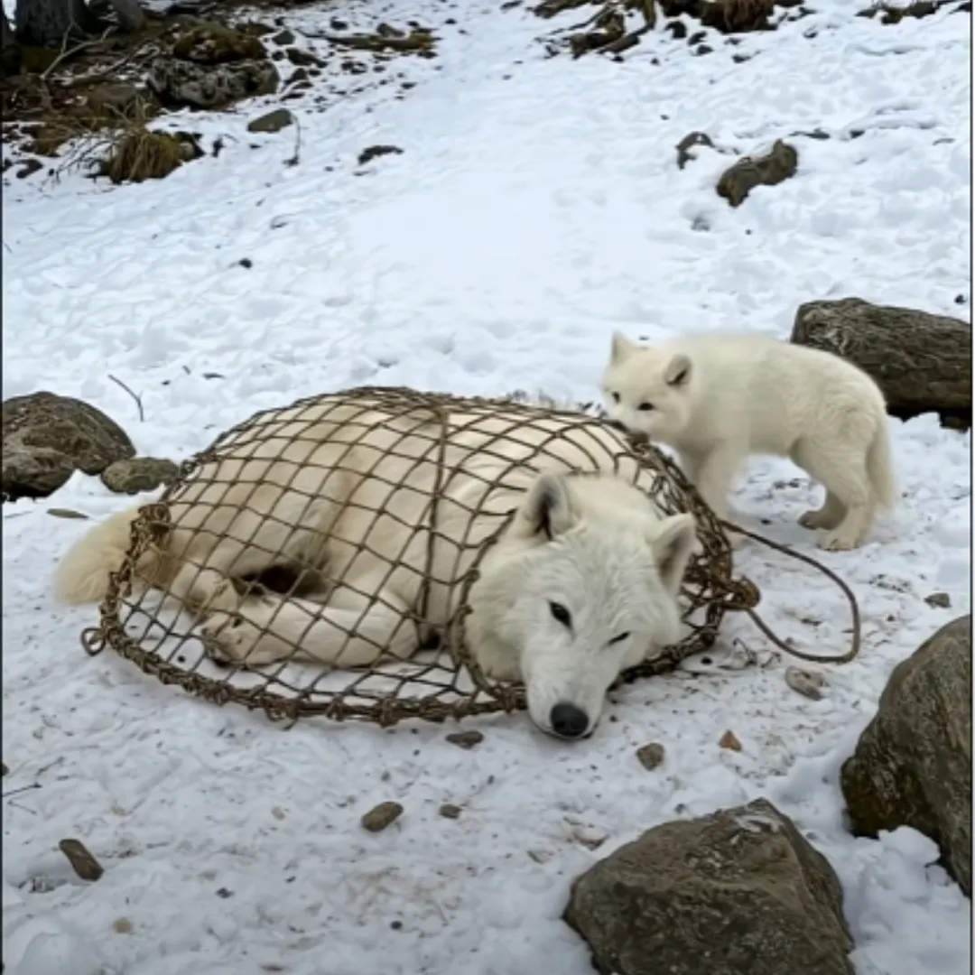 Brave Wolf Pup Defies the Wild to Save His Trapped Mother in a Stranger’s Hands