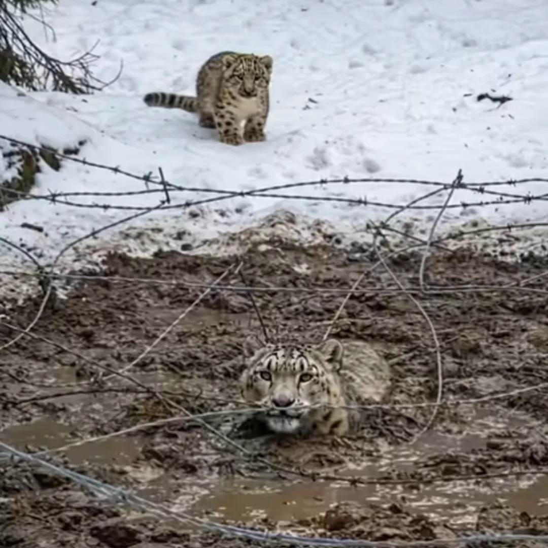A Brave Cub and a Kind Stranger Defy Nature to Save a Snow Leopard Mother