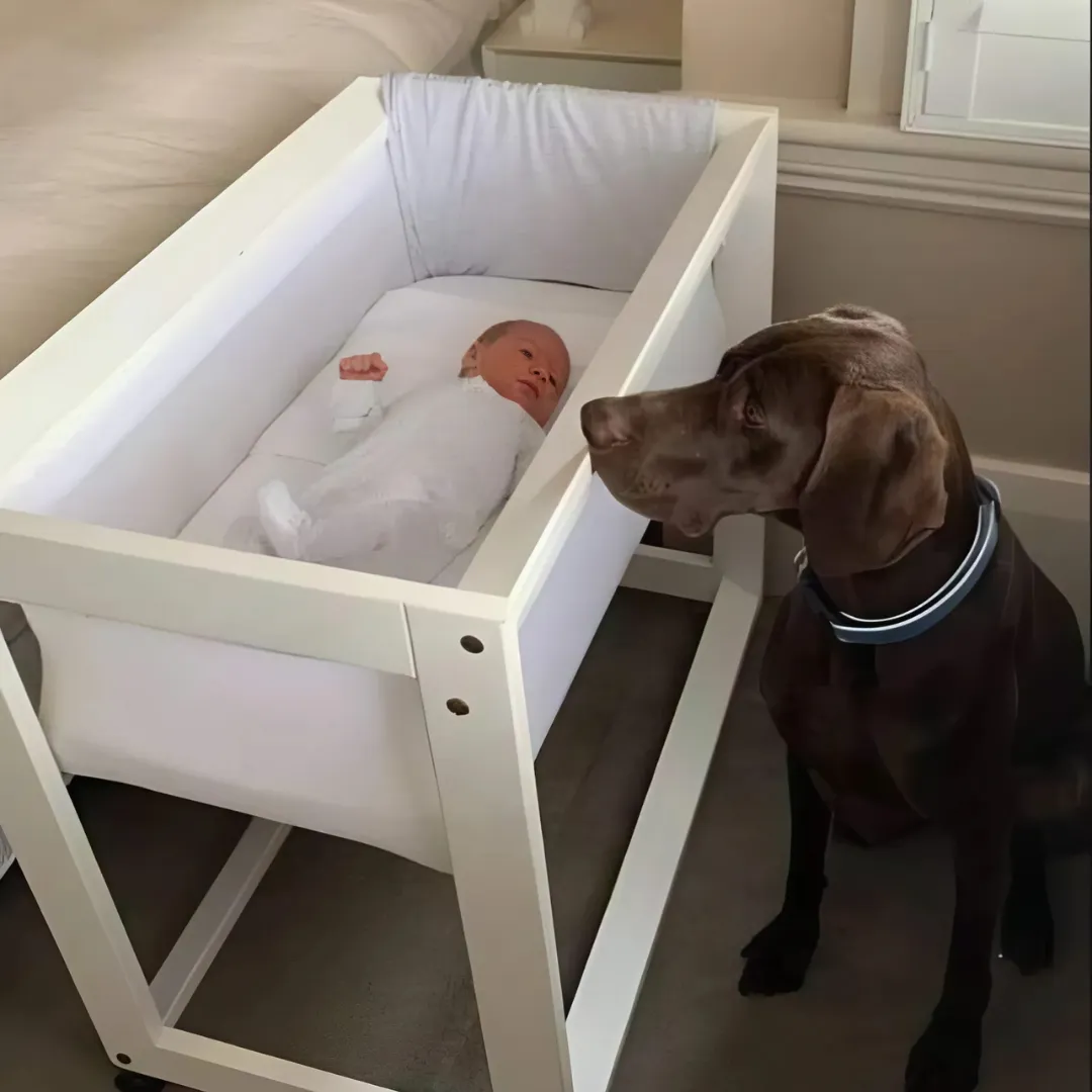 The dog was chewing on the newborn’s crib and barking loudly