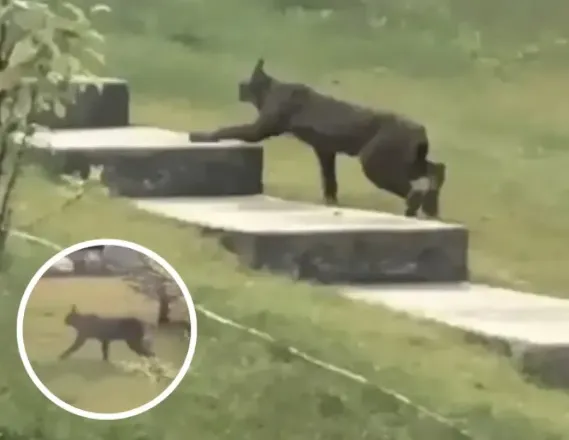 Never-Before-Seen Animal Shocks Experts After Unexpected Camera Sighting