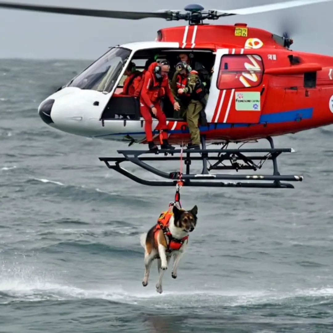 A Rescue Dog Leapt From a Helicopter—Then I Knew Who He Was Saving