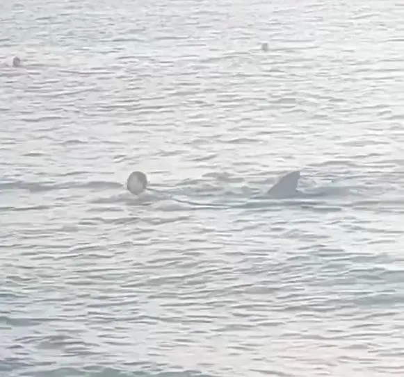 Terrifying Shark Attack on Boy at Crowded Beach – Bystanders’ Heroic Rescue Goes Viral