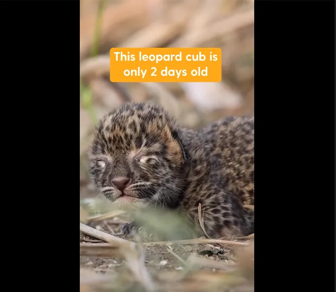 Two-Day-Old Leopard Cub Found Alone in Field Reunites With Mom in Heartwarming Moment