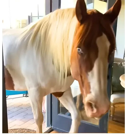 Mustang the Horse Walks Into the House Like He Owns It and Steals Hearts With His Reaction