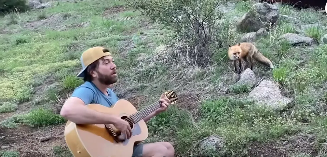 The Wild Fox Who Fell in Love With the Banjo and Brought His Family to Listen