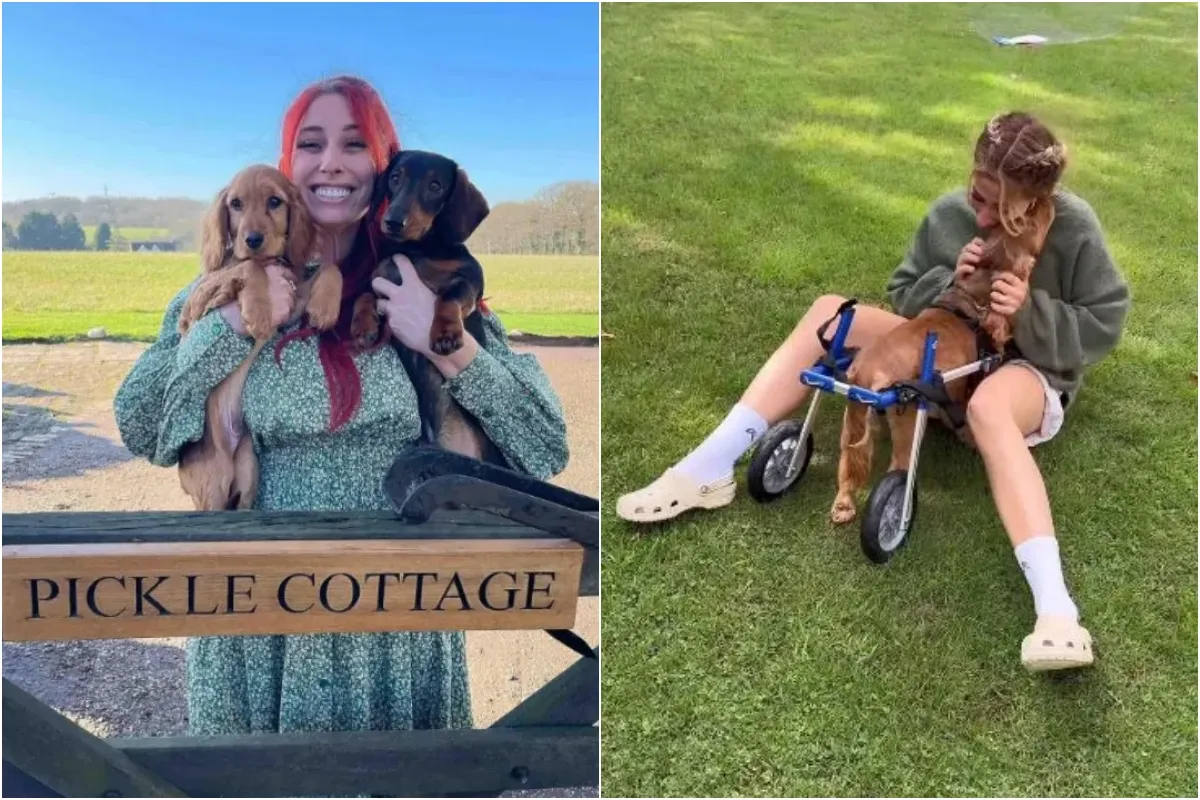 Stacey Solomon urges fans to ‘be kind’ as she shares health update on pet dog after emergency surgery ngocc
