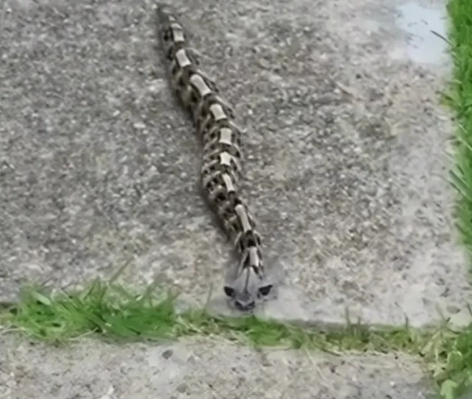 In the morning, I noticed something in the yard and thought it was just a toy – but the reality…