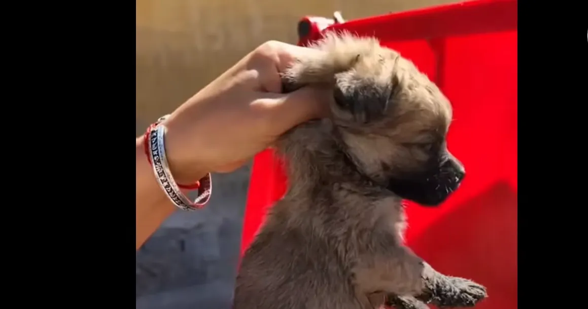 Starving Puppy Found Under Trash Can Tries to Eat Rotten Sausage to Survive the Heat