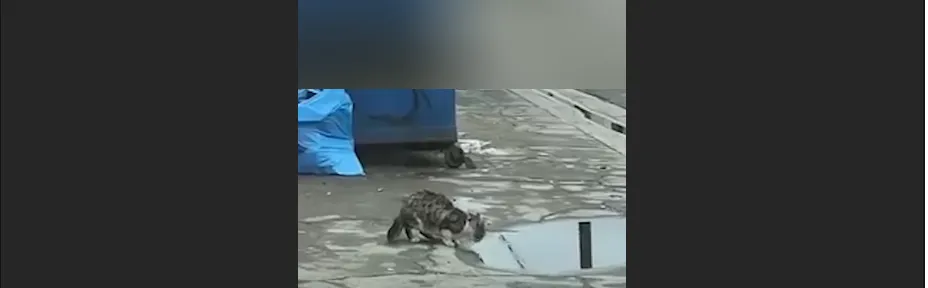 His Unique Meow Won Everyone Over — Meatloaf’s Journey From the Streets to a Fairytale Life