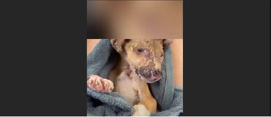 From Fragile Pup to Happy Dog Pongo's Journey Sparked a Movement That Changed Thousands of Lives