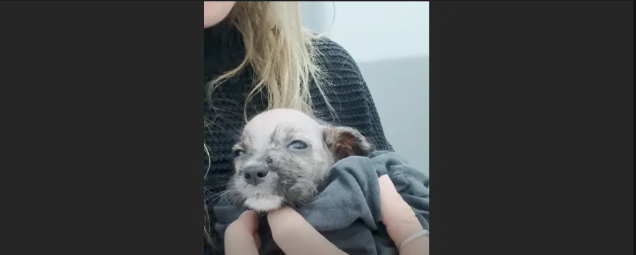 Tiniest Shivering Puppy Rescued From the Freezing Cold and Reunited with Her Mom in a Miracle Rescue