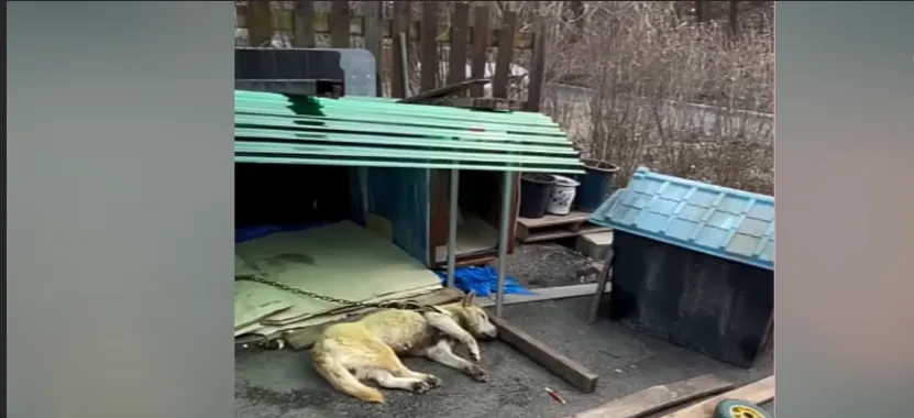 From Despair to Joy How One Dog Named Lucky Fought for His Life and Found Love