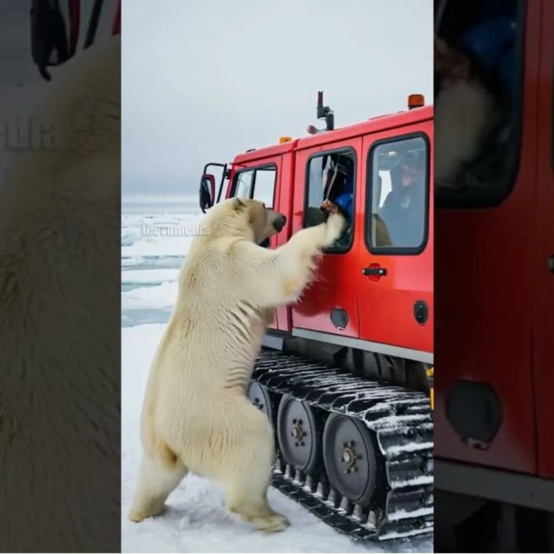 Biologist Saves Polar Bear Cub Covered in Deadly Parasites!