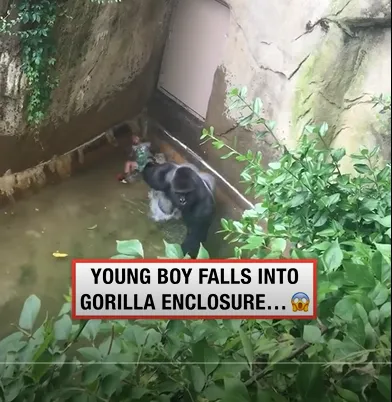 Four-Year-Old Falls Into Gorilla Enclosure: Harambe’s Death Sparks Global Outcry