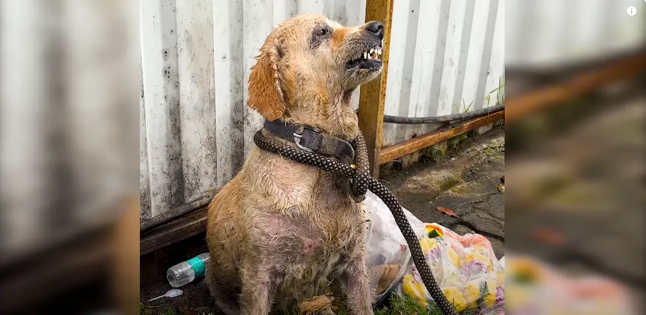 Rescue Story of Angel: The Abandoned Dog with a Broken Soul