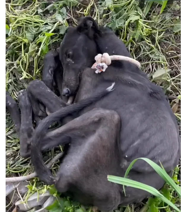 Rescue Dog Starved to the Point of Not Being Able to Move