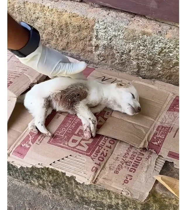 Puppy Saved by Kind Stranger After Being Left to Die at the Edge of the Forest
