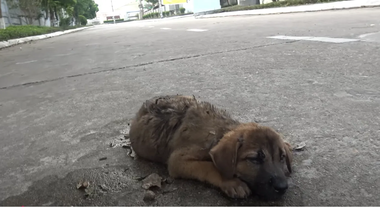 Poor 4 Week Old Puppy Was Living His Last Moments on the Street Until a Stranger Saved Him