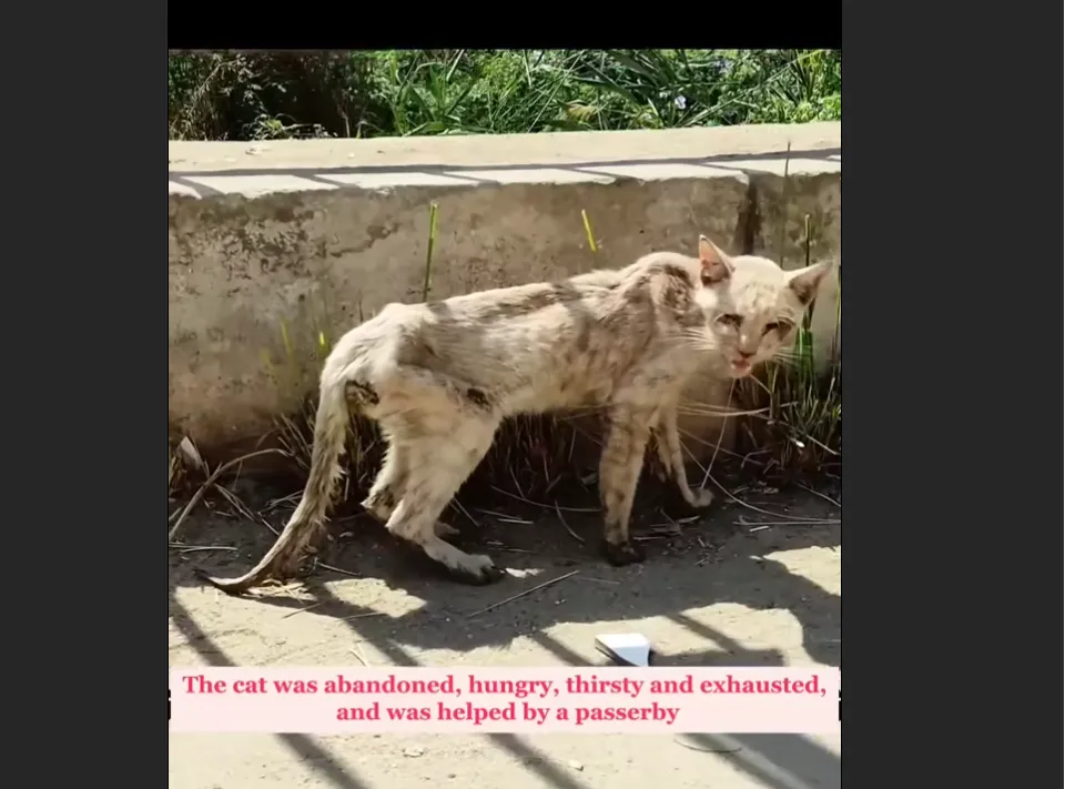Starving Cat Left to Die on the Street Found Just in Time by Kind Rescuer