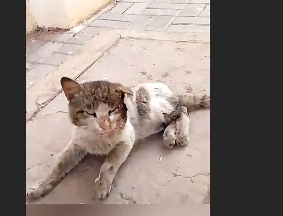 Starving Cat Left to Die on the Street Found Just in Time by Kind Rescuer To Live