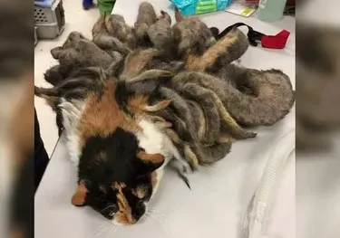 The animal found by police revealed the worst case of neglect they had ever seen — what followed broke the hearts of even the most seasoned officers and shocked the entire community.