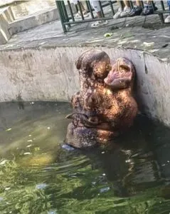PP4. The Fascinating Optical Illusion of an Underwater Hippo: What Do You See?