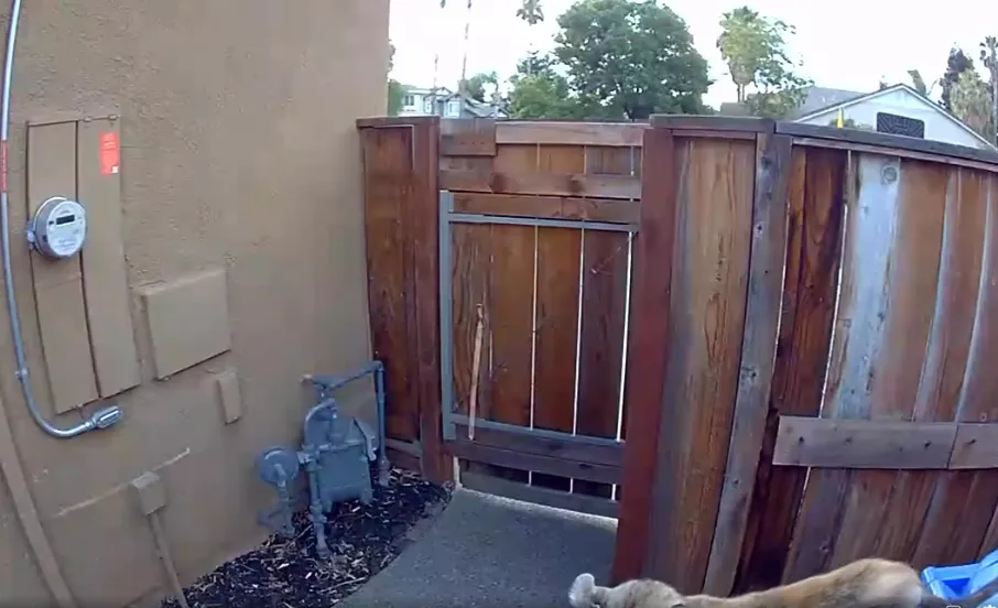 Mountain lion slinks past recycling bin near East Bay home