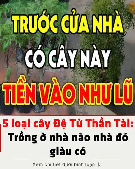 5 loại cây Đệ Tử Thần Tài: Trồng ở nhà nào nhà đó giàu có