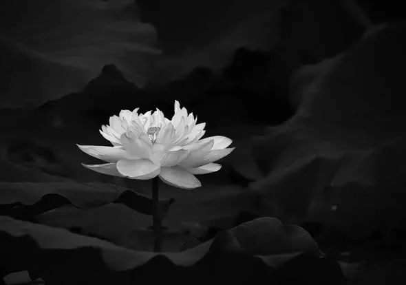 Huyền thoại bóng đá Việt đ:.ột ng:.ột quadoi, cả nước b:.àng h:.oàng 