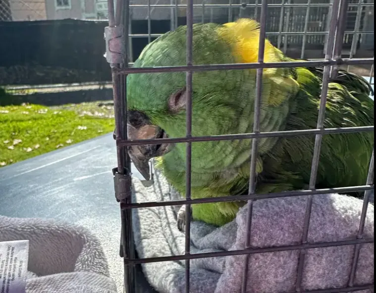 40-Year-Old Parrot Waits Alone for 2 Weeks in Empty Home, Collapses After Finally Being Rescued.