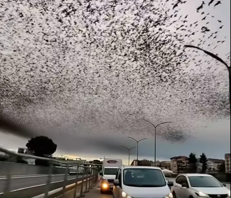 When birds darken the sky of Rome – Amazing