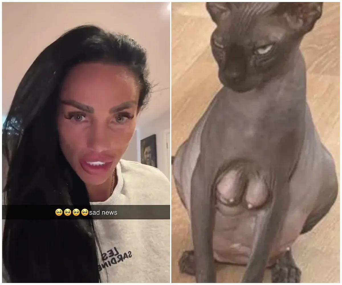 ‘Sad news’ — Katie Price suffers yet another pet heartbreak as one of her beloved Sphynx cat’s newborn kittens dies, just months after string of animal tragedies and fresh backlash over her pets - suong