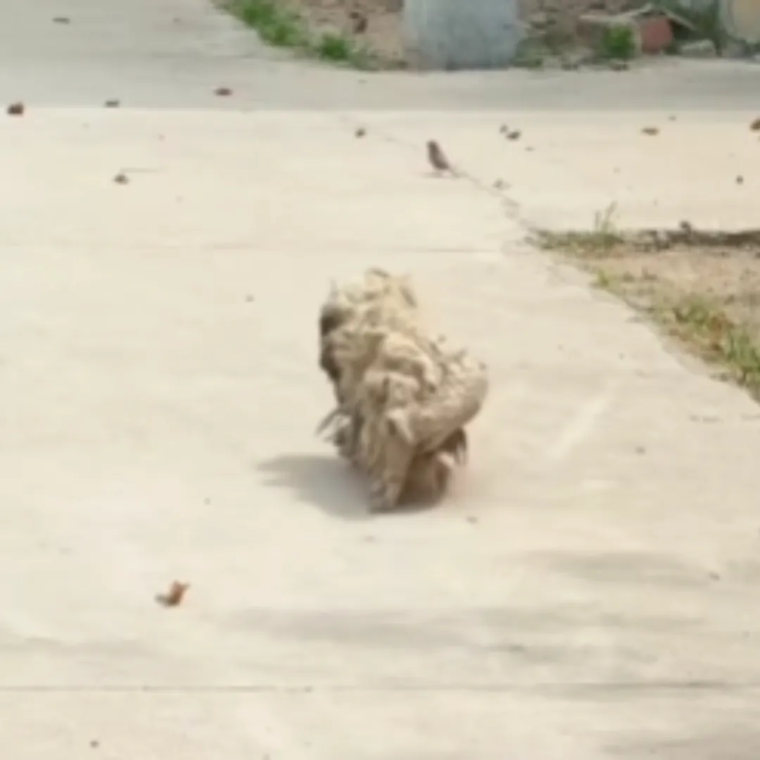 Abandoned Puppy Covered in Matted Fur, Forced to Survive by Scavenging Through Trash
