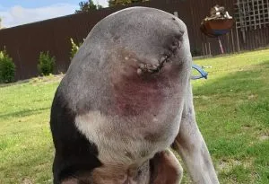 PP1.  People Are Going Crazy Over This Photo Of A ‘Headless’ Dog